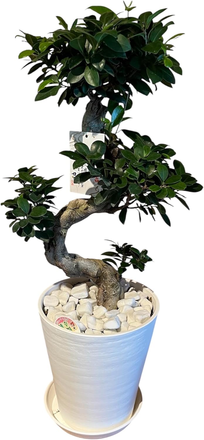 標本 Brazil Morpho portis thamyris 75mm 標本 Brazil Morpho portis thamyris 75mm Morpho portis thomyris